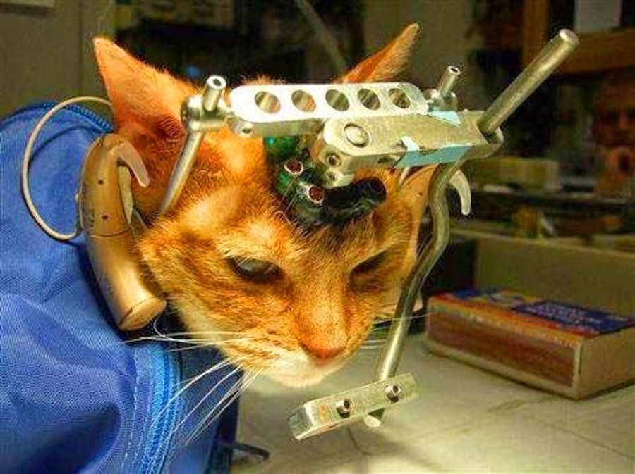 Biyomedikal Araştırmada Hayban Kullanımına Dair Bildirge